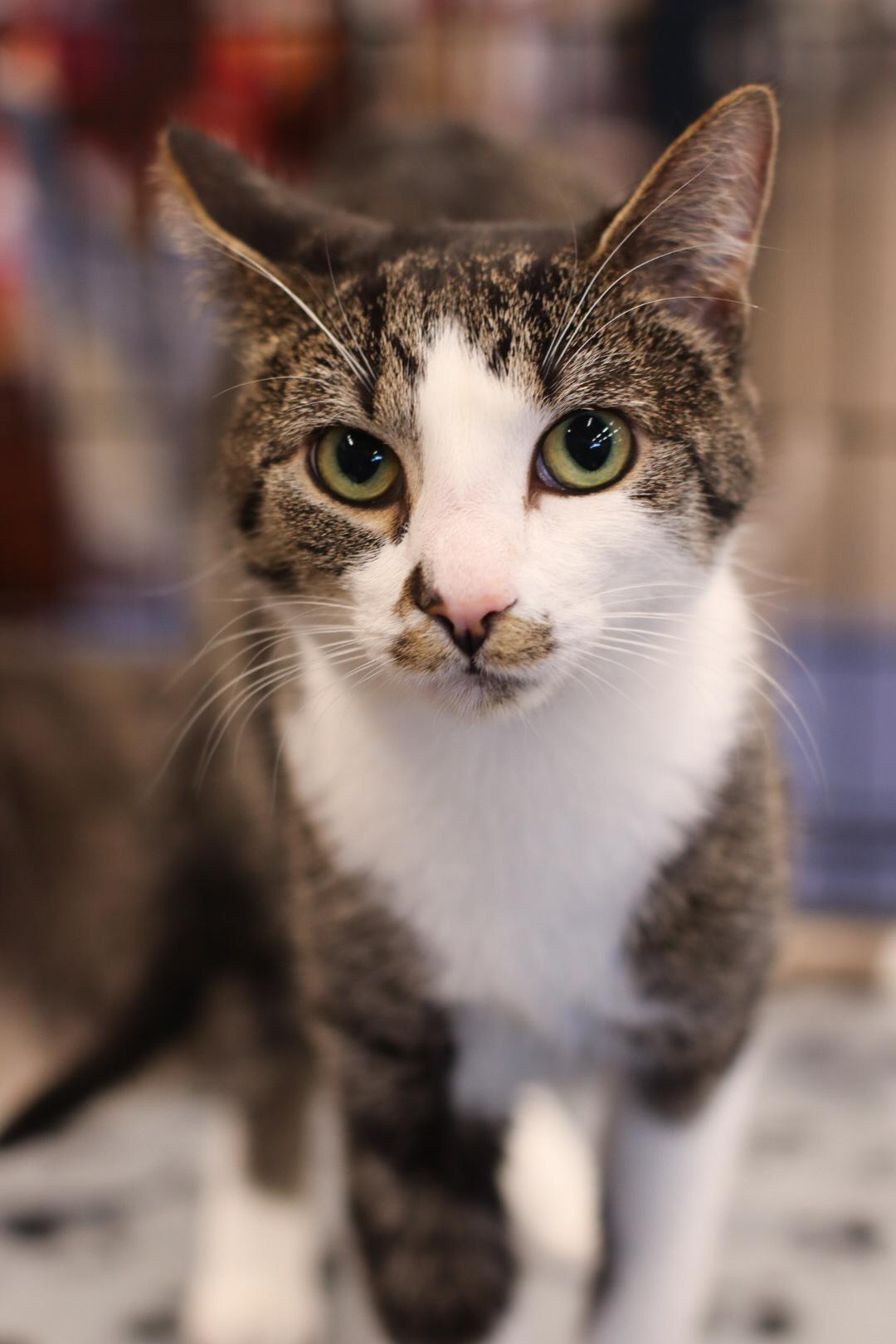 Kitty Perry, a Adoptable mixed breed in Steinbach, MB image 4/6