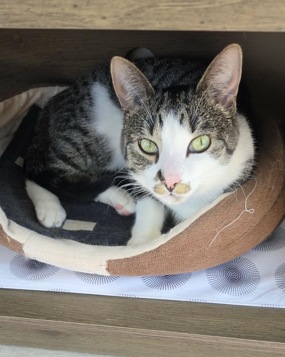 Kitty Perry, a Adoptable mixed breed in Steinbach, MB image 4/6