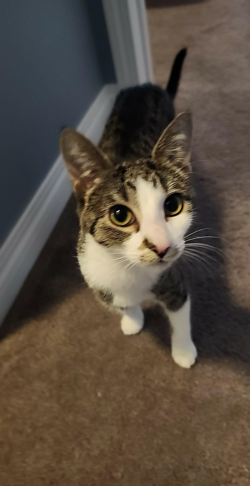 Kitty Perry, a Adoptable mixed breed in Steinbach, MB image 6/6