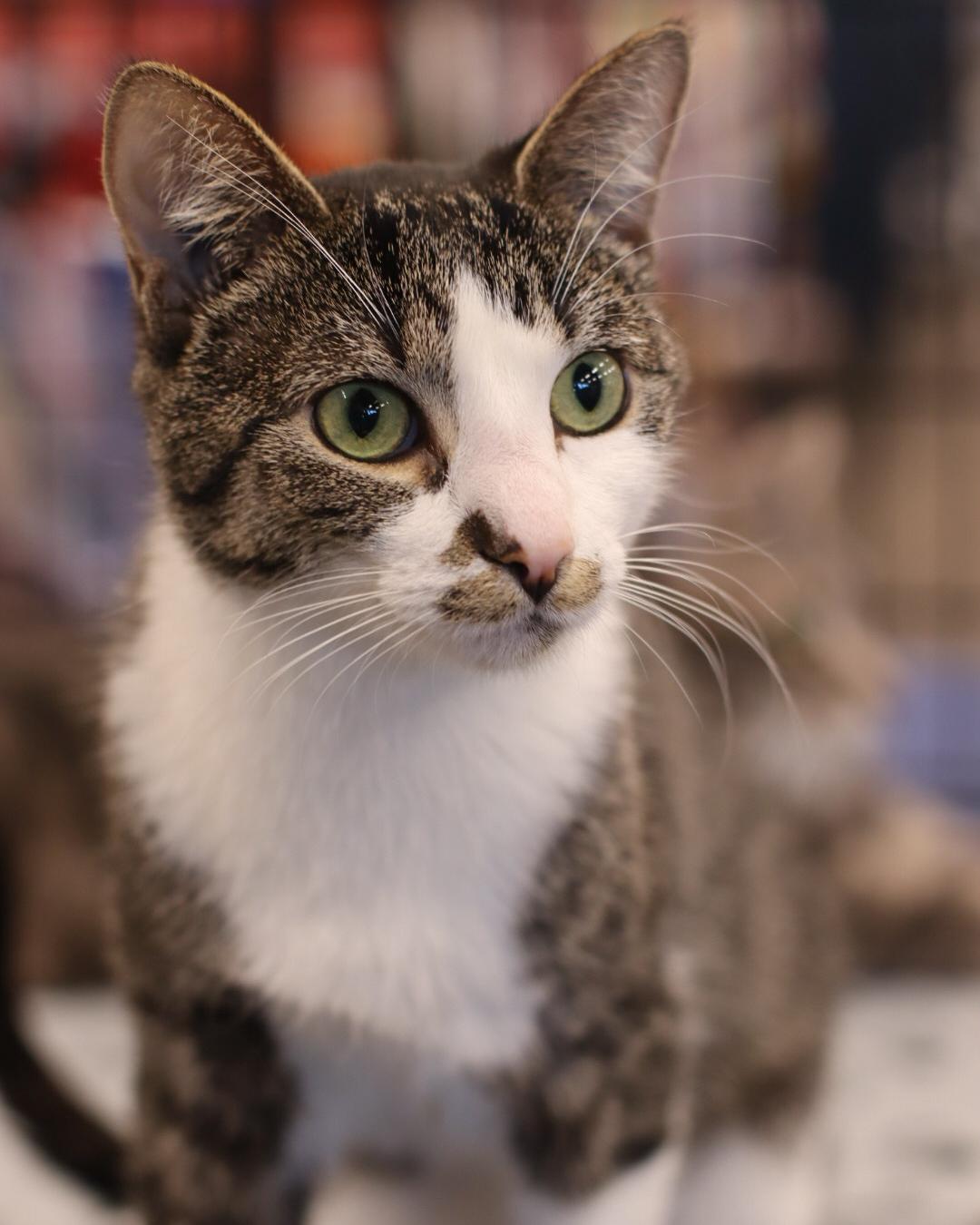 Kitty Perry, a Adoptable mixed breed in Steinbach, MB image 6/6