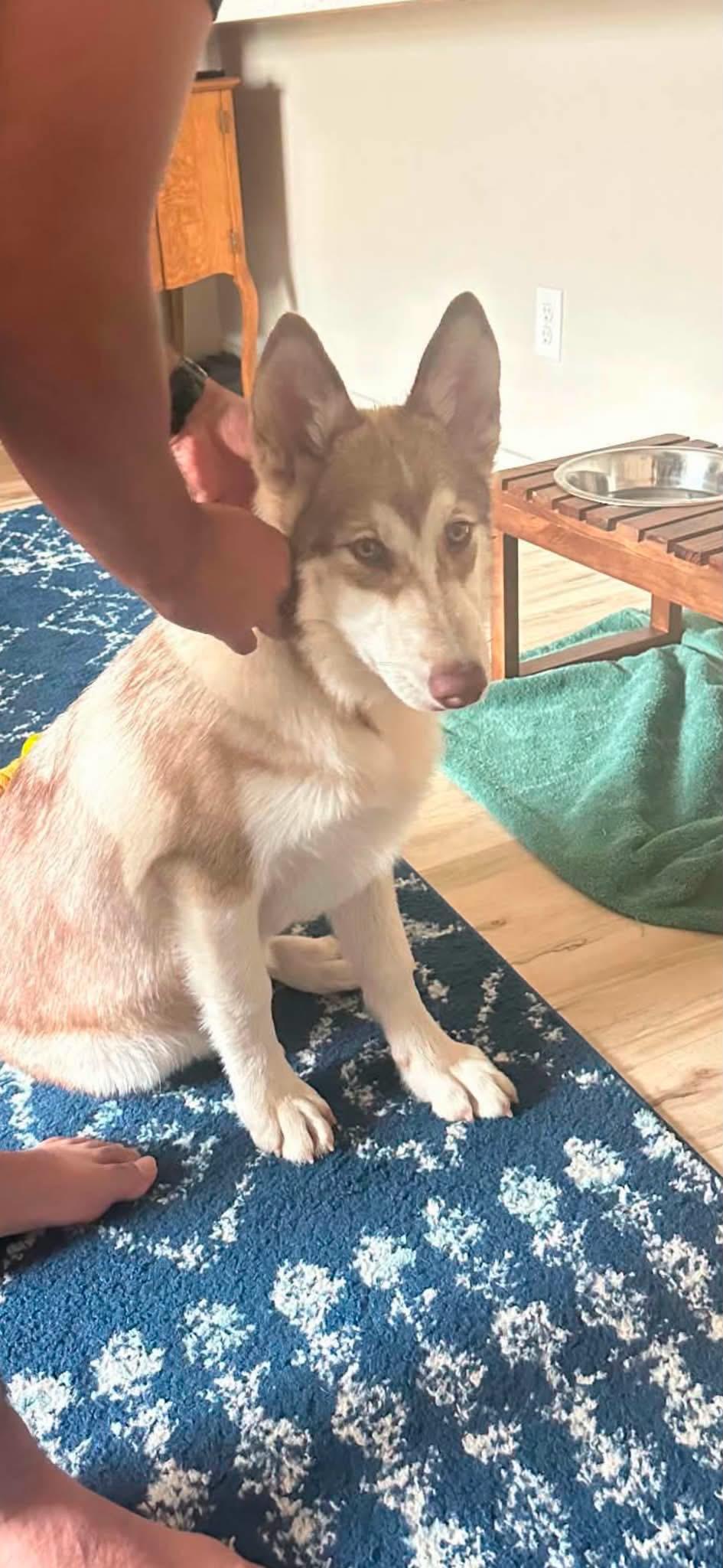 Cersei, Adopted, Young Female Siberian Husky.