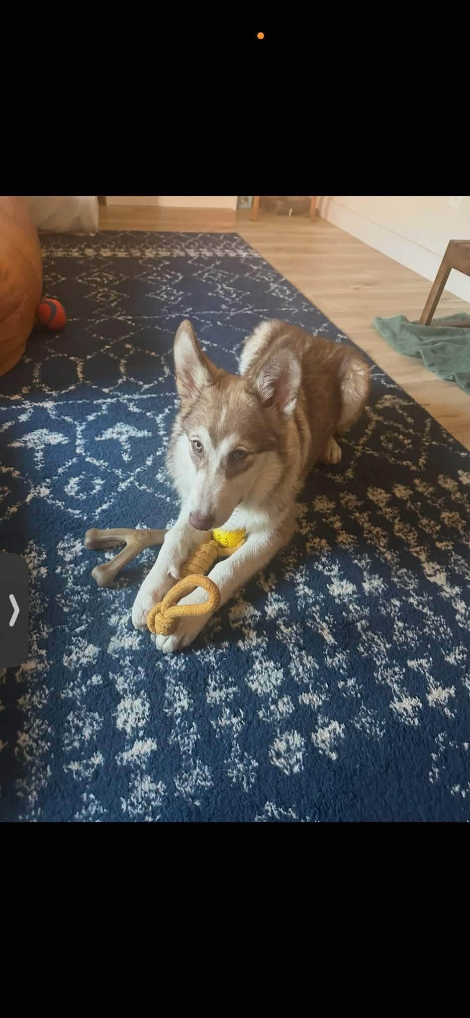 Cersei, a Adopted mixed breed in Tucson, AZ image 2/6