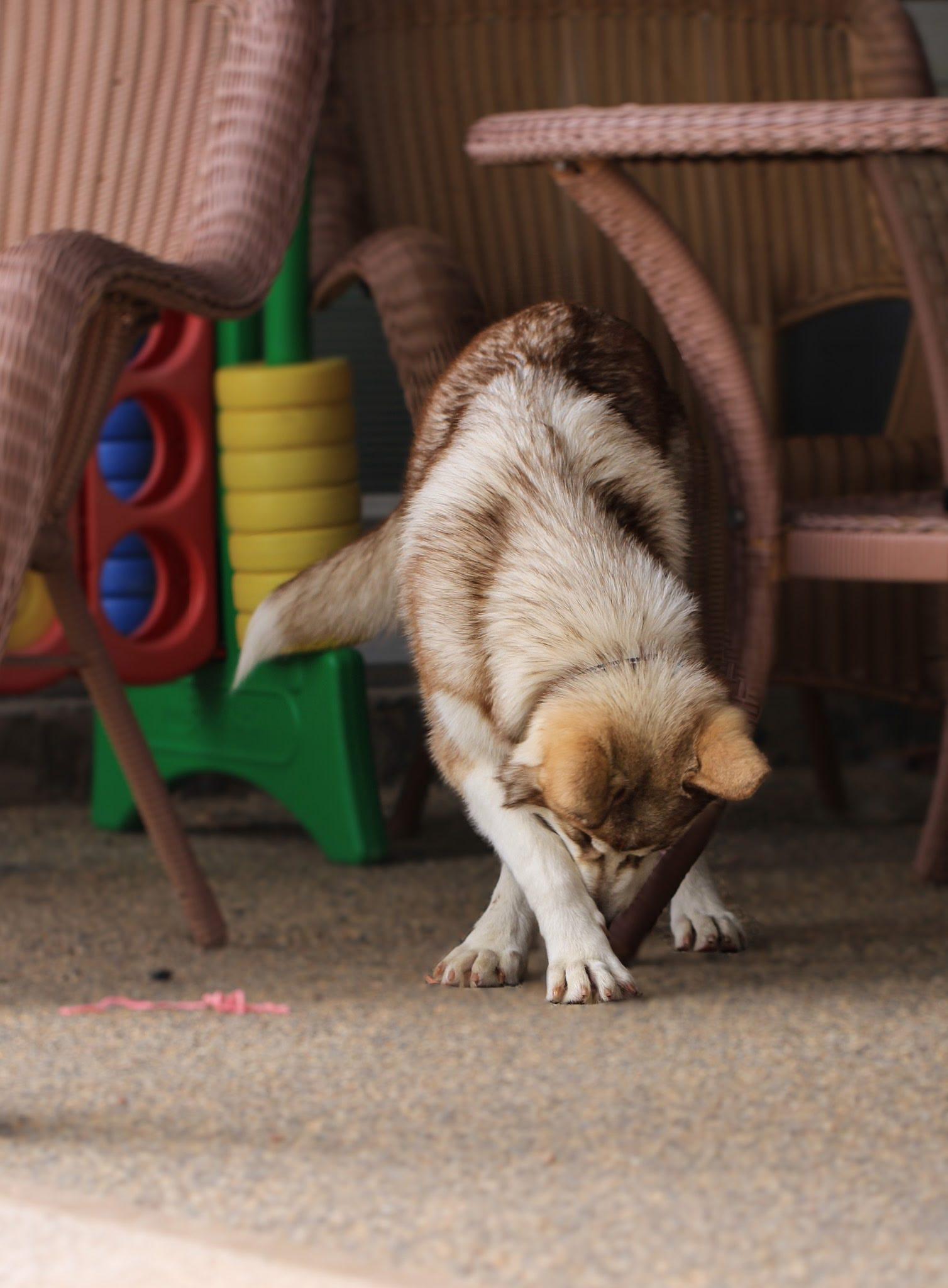 Cersei, a Adopted mixed breed in Tucson, AZ image 3/6