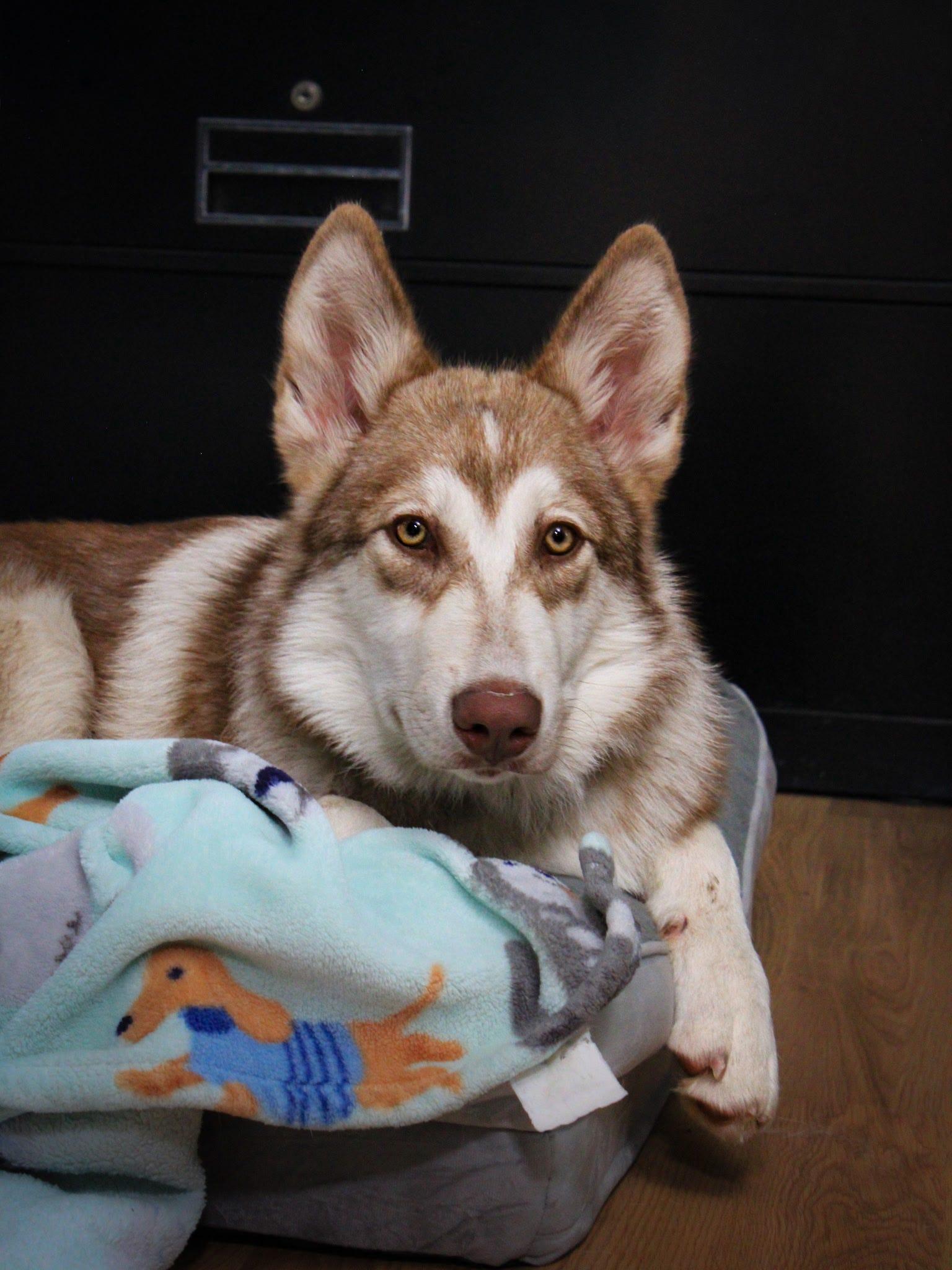 Cersei, a Adopted mixed breed in Tucson, AZ image 4/6