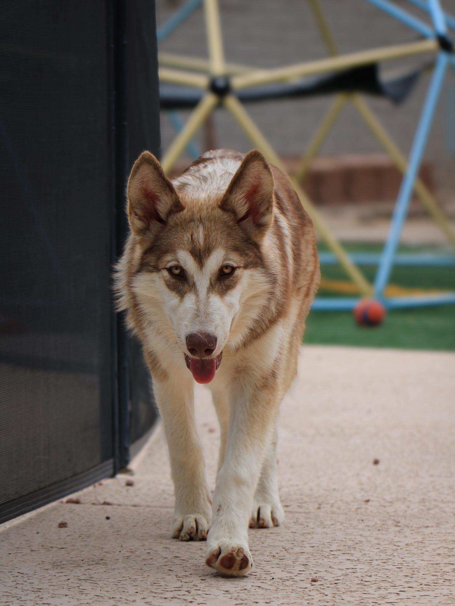 Cersei, a Adopted mixed breed in Tucson, AZ image 5/6