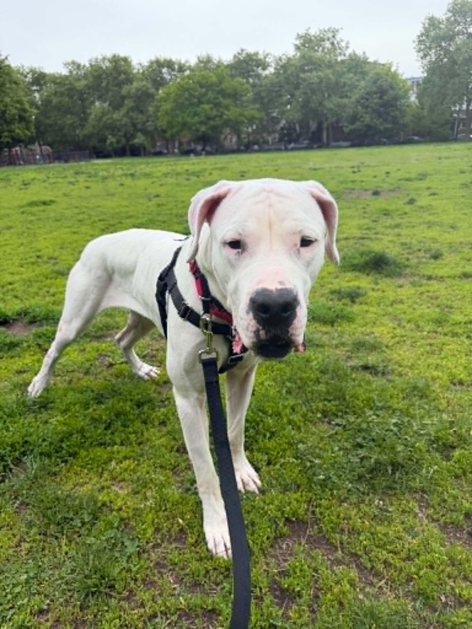 Enlarge Crash, a Adopted mixed breed in Mastic Beach, NY image 2/6