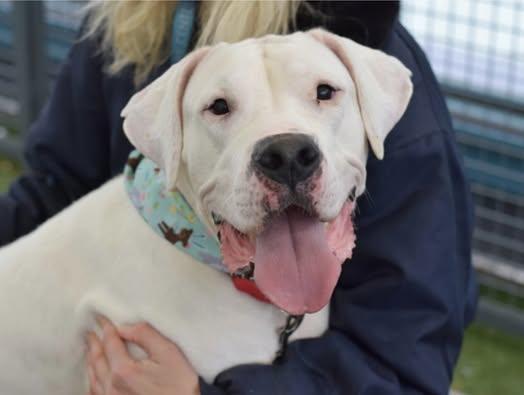 Crash, Adopted, Adult Female Dogo Argentino.