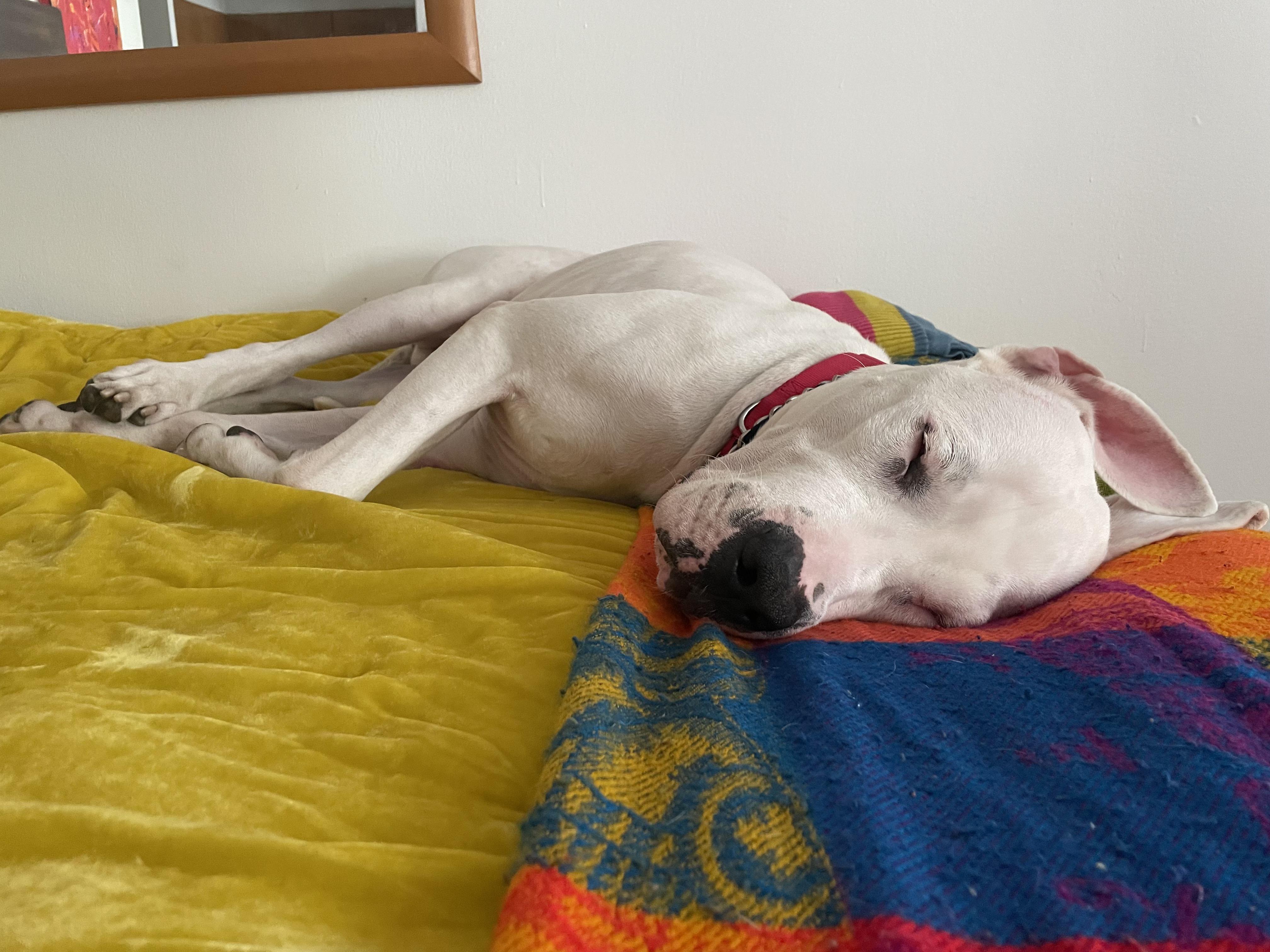 Enlarge Crash, a Adopted mixed breed in Mastic Beach, NY image 5/6