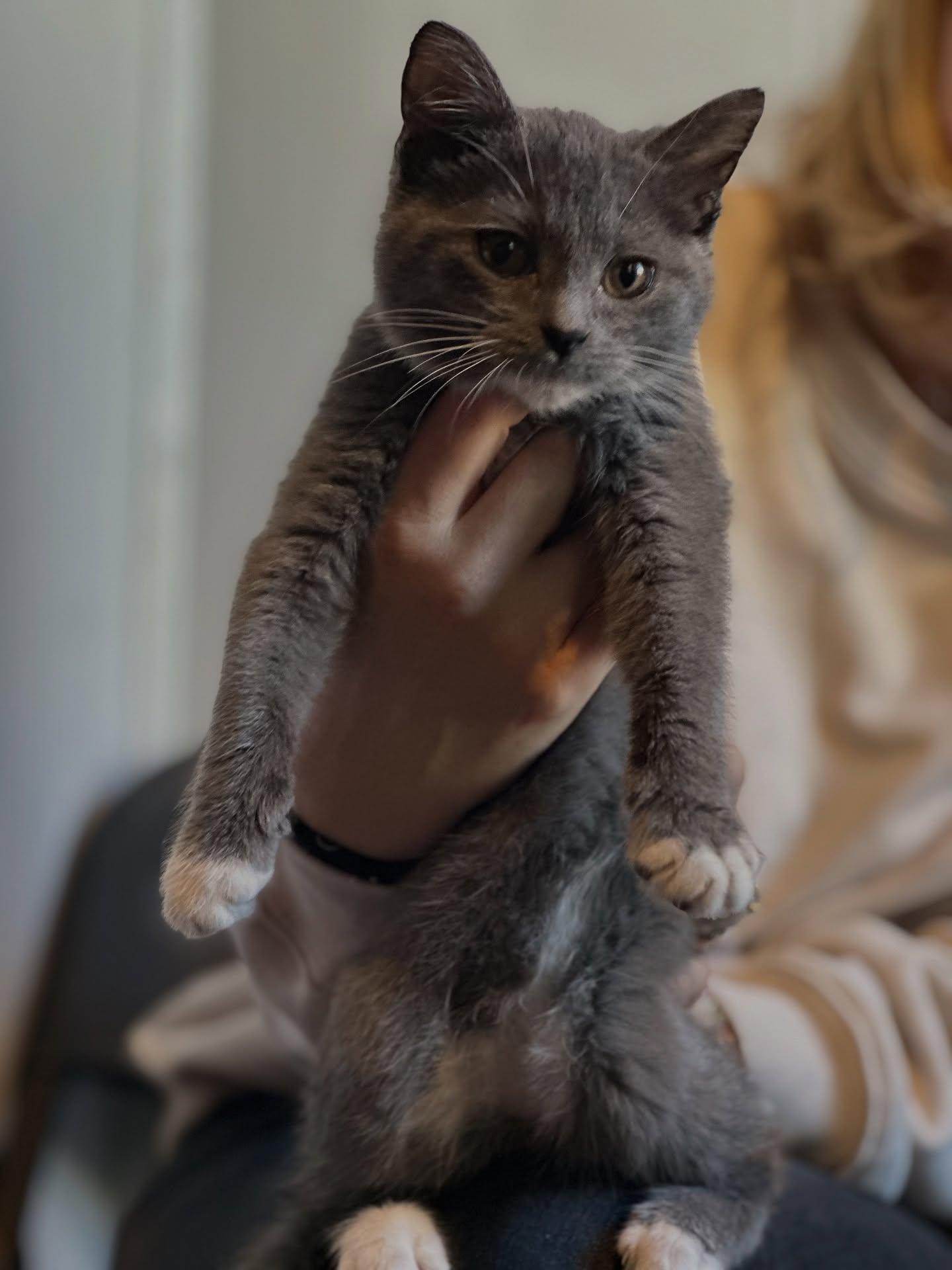 Sansa (bonded with Arya), Adoptable, Kitten Female Domestic Short Hair.