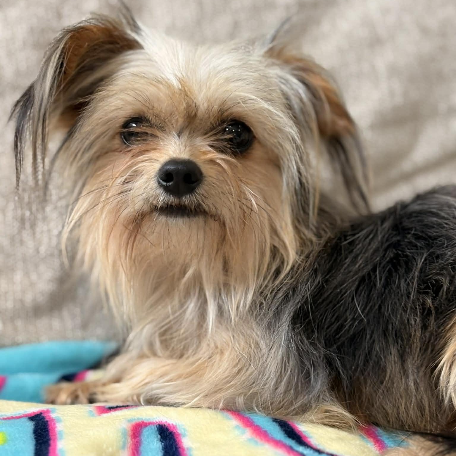 Enlarge Squeak, an adopted Yorkshire Terrier in Summit, NJ image 2/3