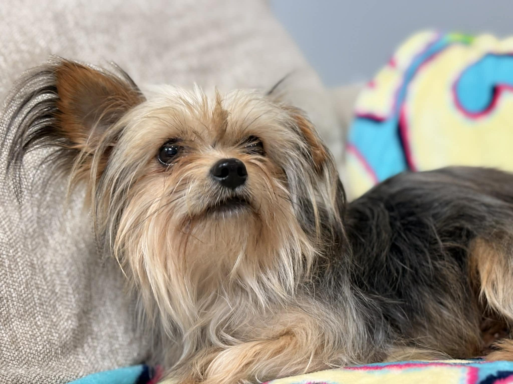 Enlarge Squeak, an adopted Yorkshire Terrier in Summit, NJ image 3/3