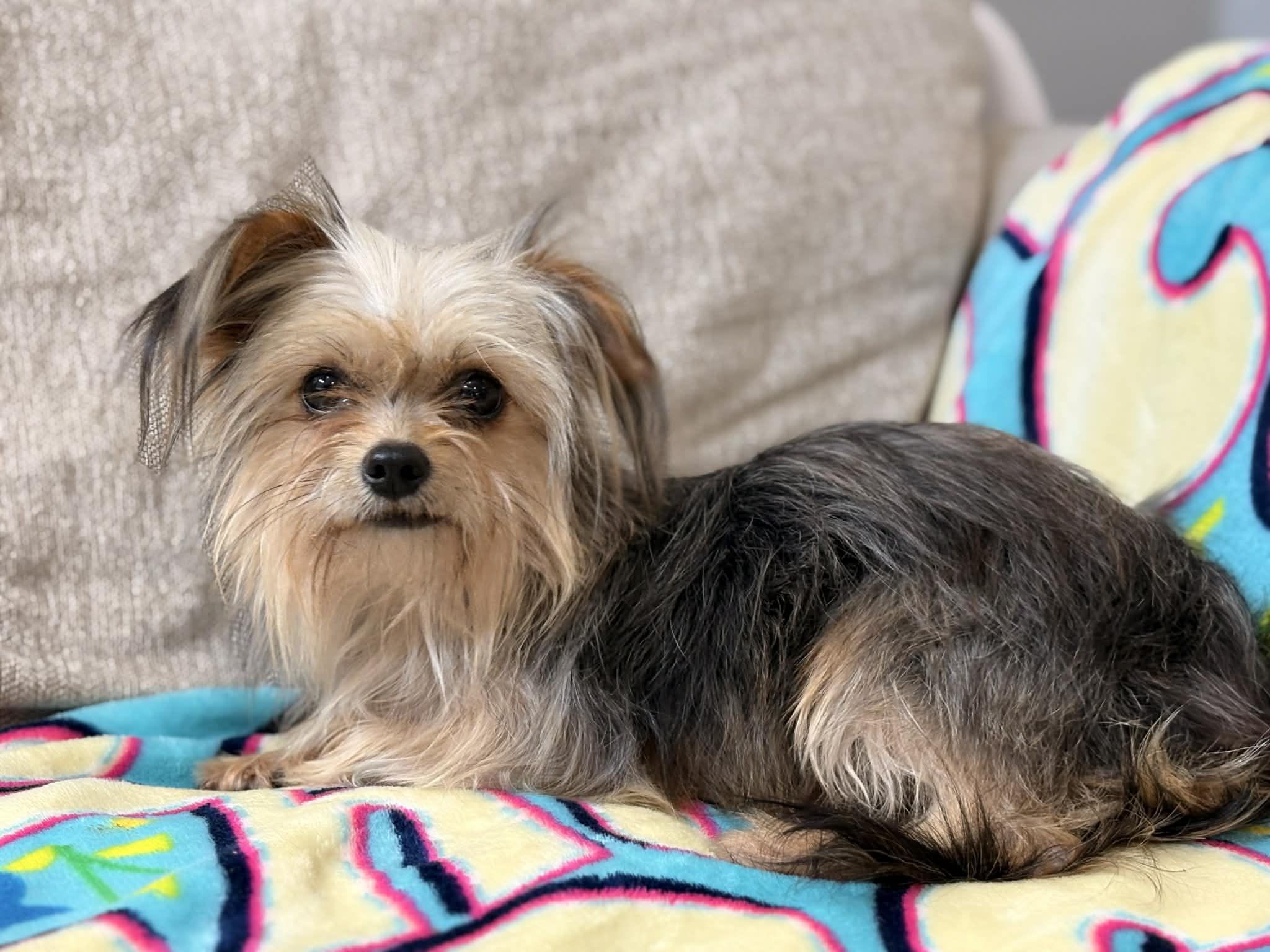 Squeak, adopted, Young Male Yorkshire Terrier.