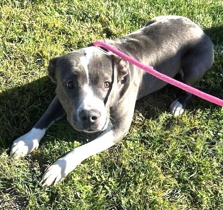 Enlarge Mimi, best beautiful bully babe!, an adopted mixed breed in Bonney Lake, WA image 3/6