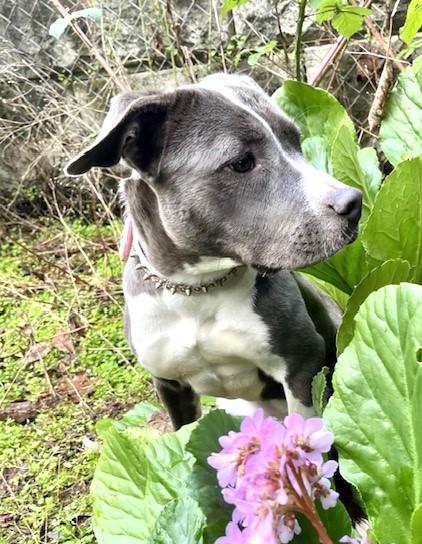 Enlarge Mimi, best beautiful bully babe!, an adopted mixed breed in Bonney Lake, WA image 4/6