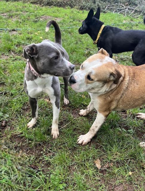 Enlarge Mimi, best beautiful bully babe!, an adopted mixed breed in Bonney Lake, WA image 6/6