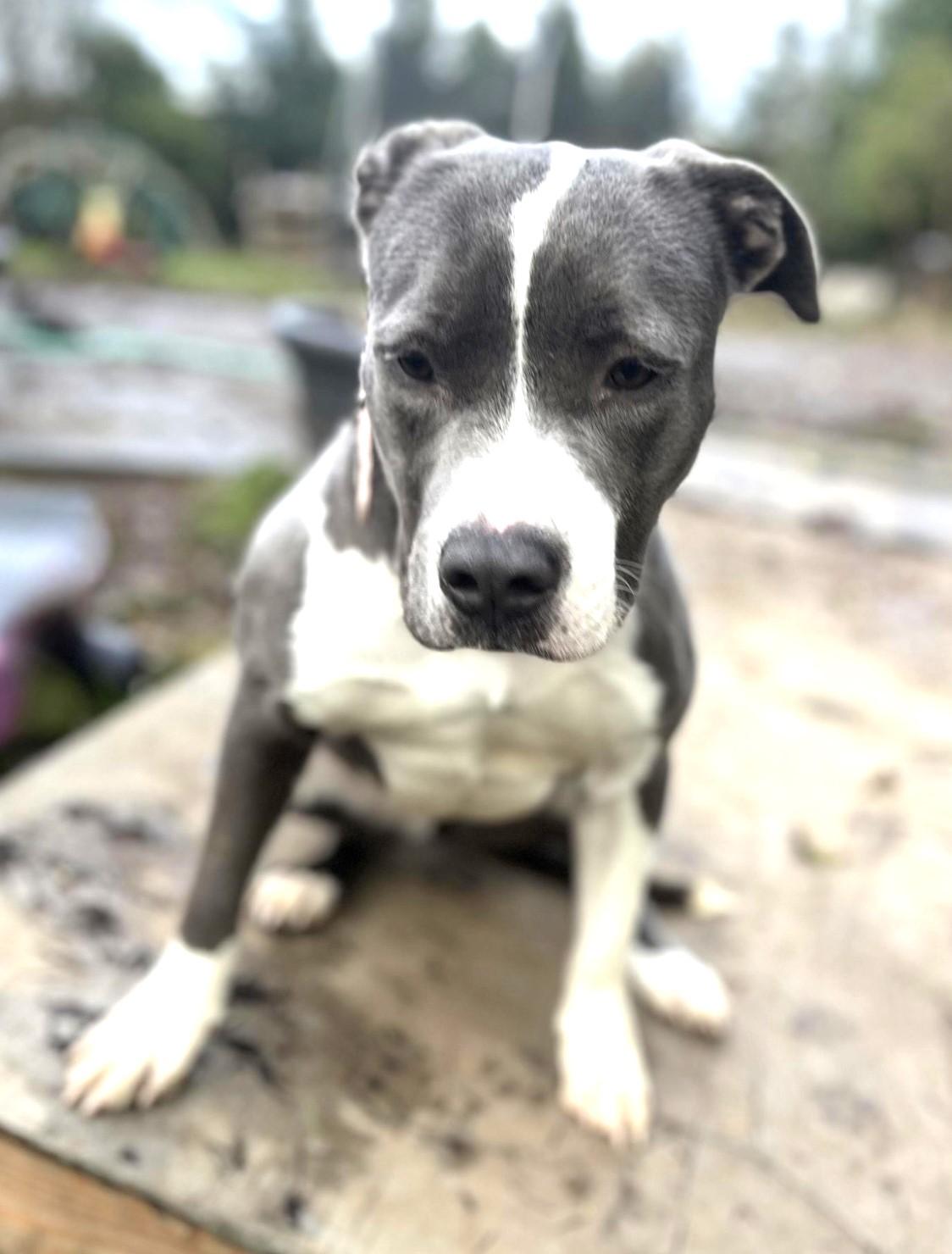 Enlarge Mimi, best beautiful bully babe!, an adopted mixed breed in Bonney Lake, WA image 2/6