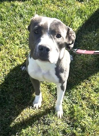 Enlarge Mimi, best beautiful bully babe!, an adopted mixed breed in Bonney Lake, WA image 5/6