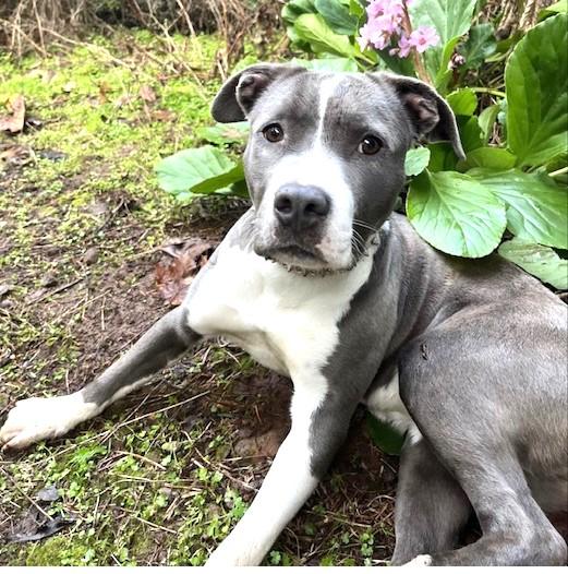 Mimi, best beautiful bully babe!, adopted, Young Female American Staffordshire Terrier & Boxer.