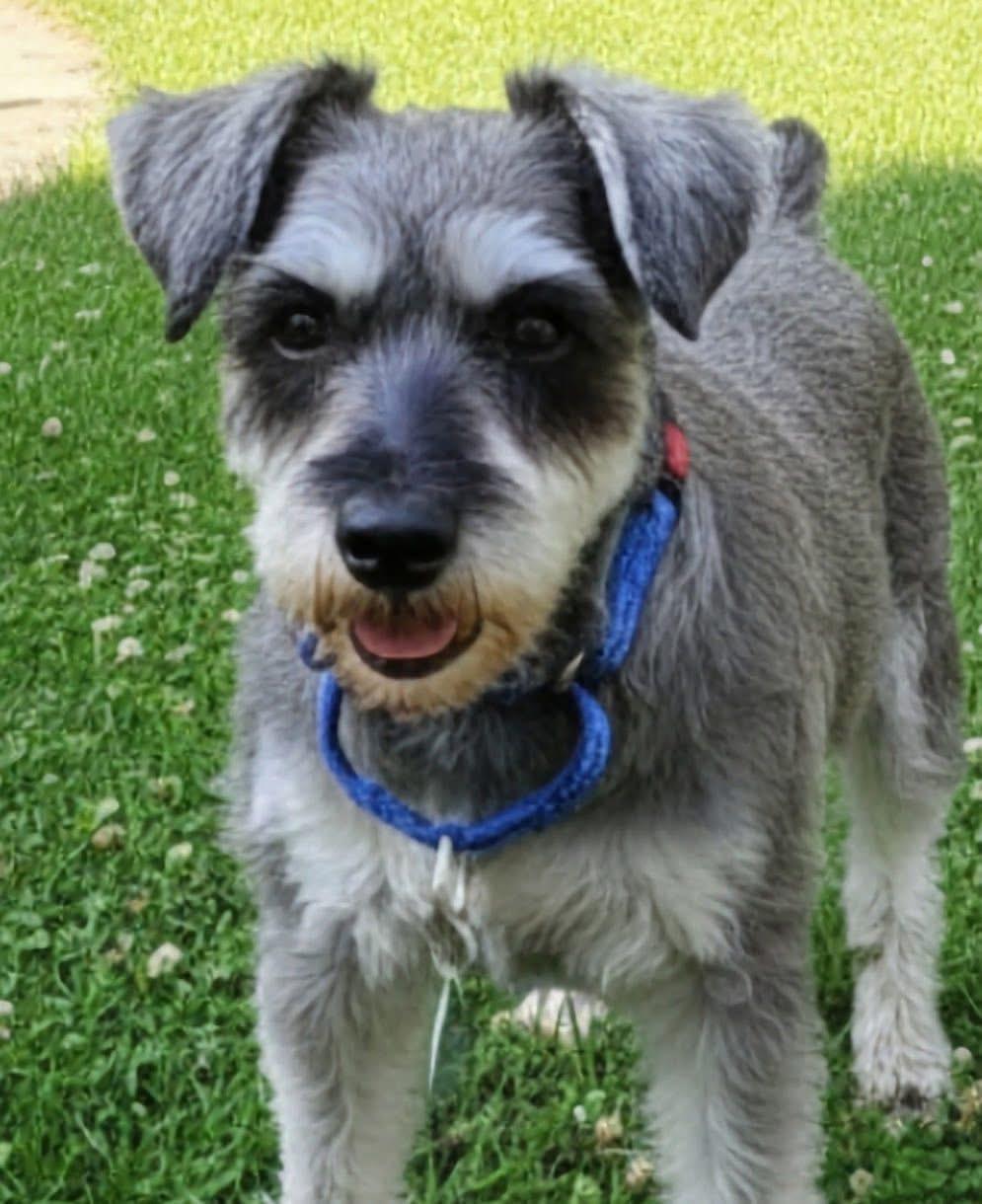 Enlarge Malcom, an adopted mixed breed in Inverness, FL image 4/5