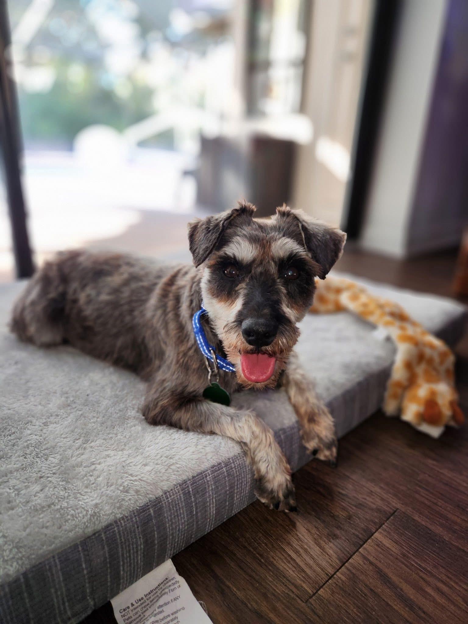 Enlarge Malcom, an adopted mixed breed in Inverness, FL image 5/5