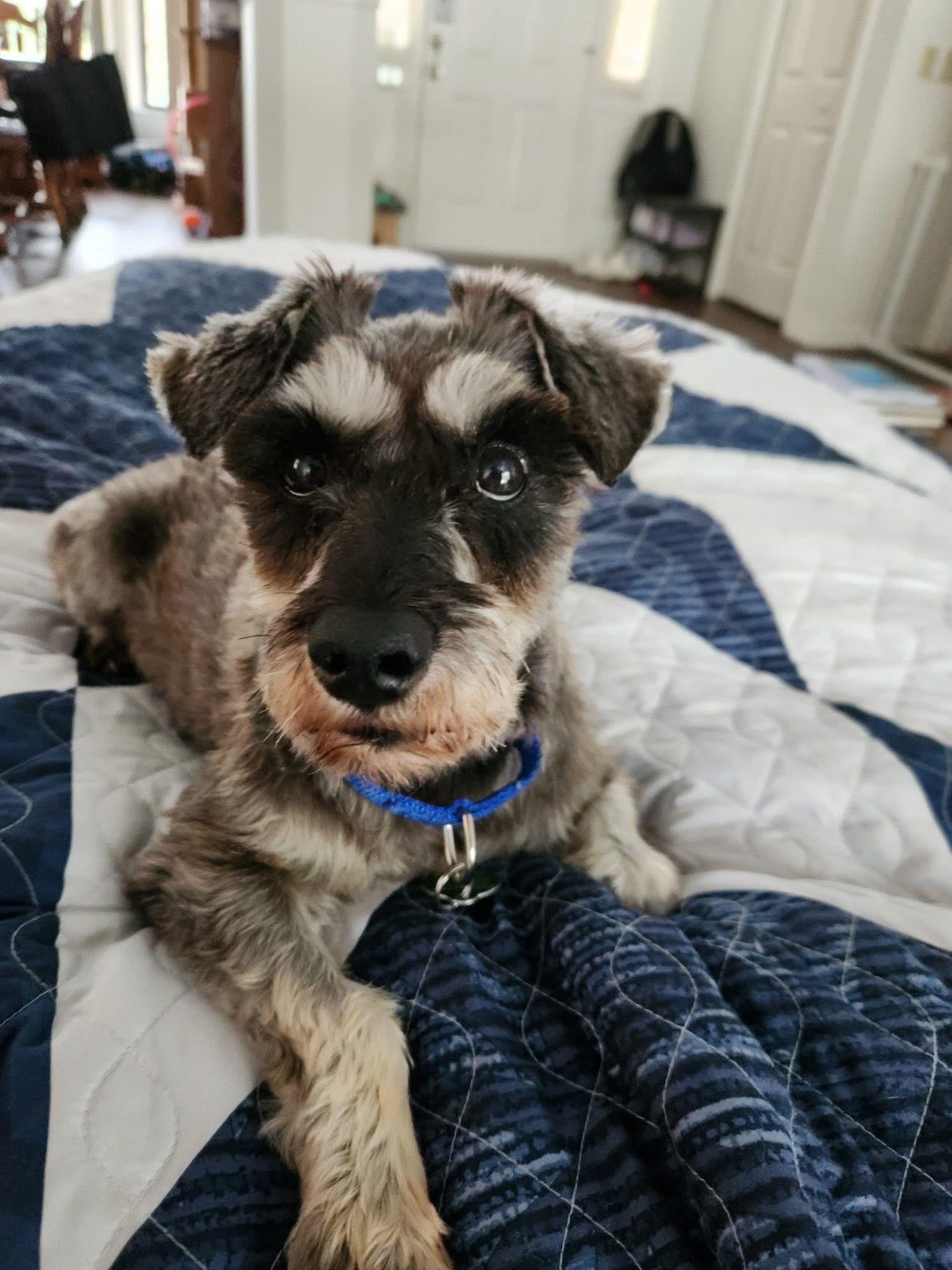 Enlarge Malcom, an adopted mixed breed in Inverness, FL image 2/5