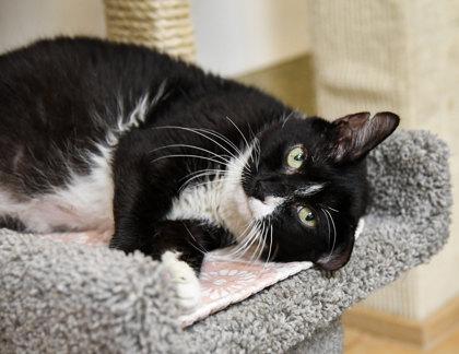 Taylor Ham, Adoptable, Senior Male Domestic Short Hair & Domestic Short Hair.