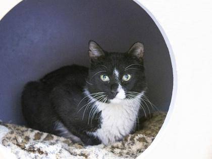 Enlarge Taylor Ham, a Adoptable Domestic Short Hair in Ringoes, NJ image 2/3