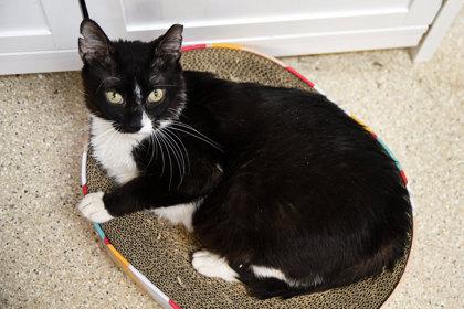 Enlarge Taylor Ham, a Adoptable Domestic Short Hair in Ringoes, NJ image 3/3