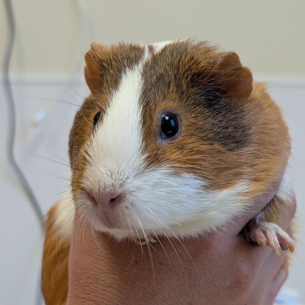 Enlarge Dixie, a Adoptable Guinea Pig in Asheville, NC image 1/3