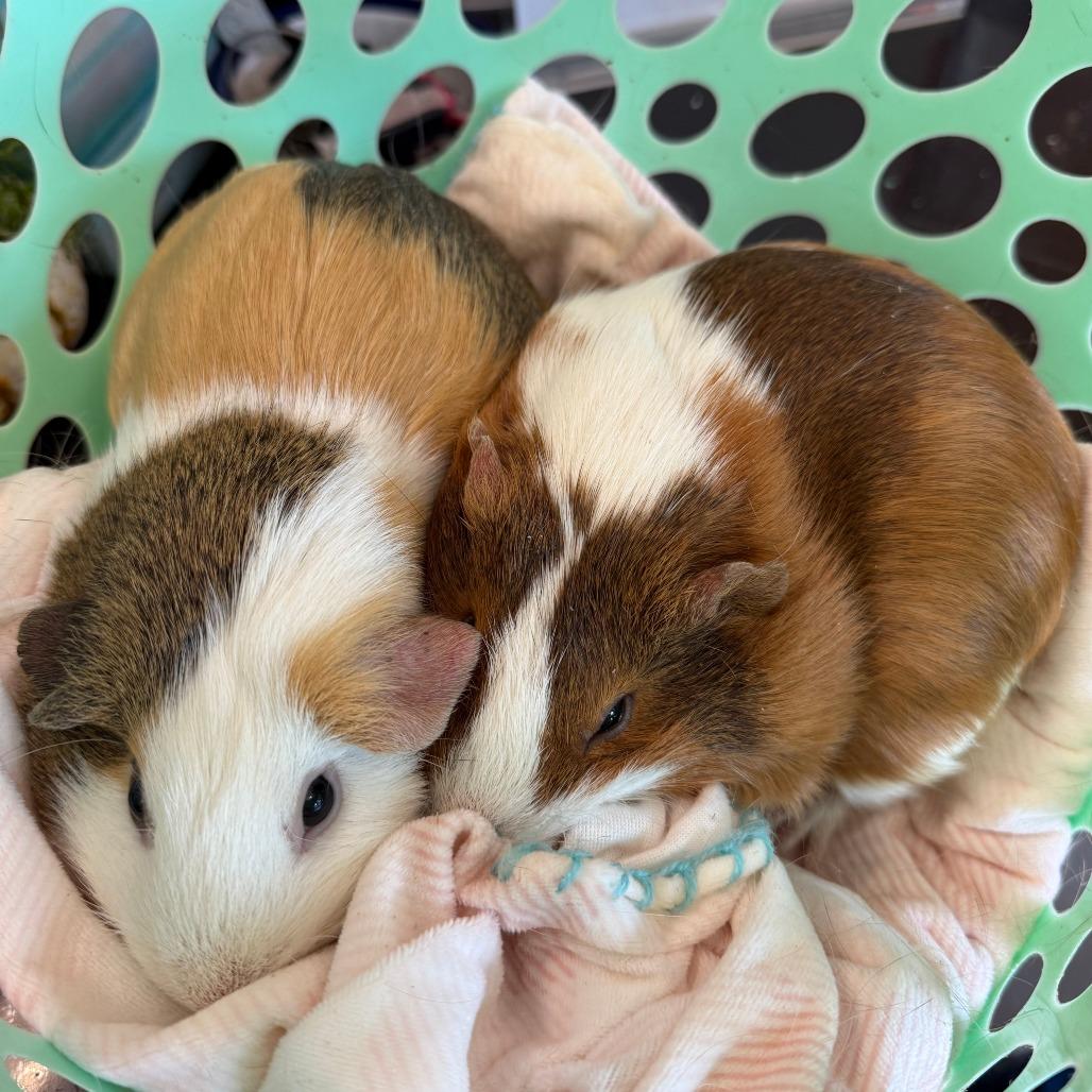 Enlarge Dixie, a Adoptable Guinea Pig in Asheville, NC image 2/3