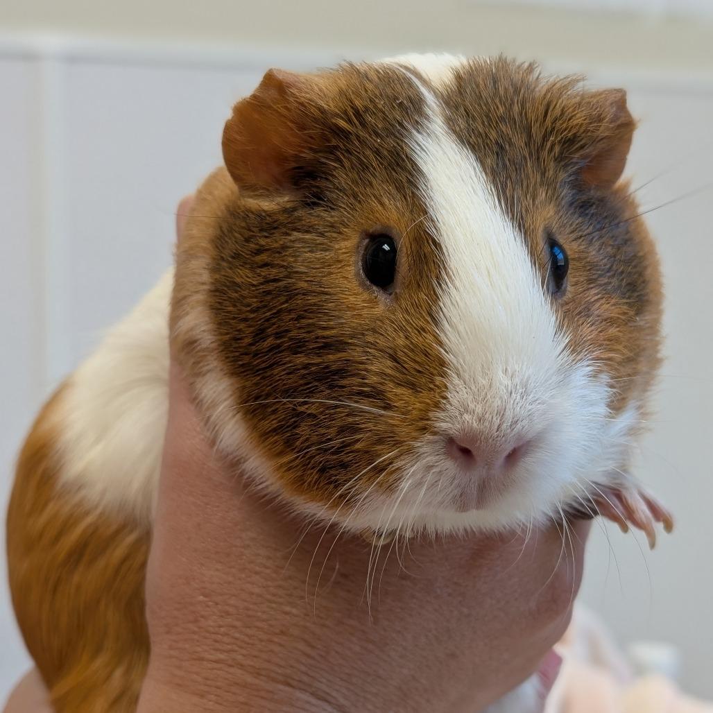 Enlarge Dixie, a Adoptable Guinea Pig in Asheville, NC image 3/3