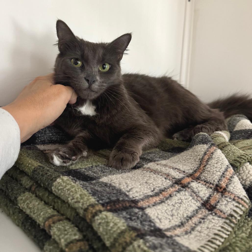 Scoops, Adoptable, Adult Female Domestic Short Hair.