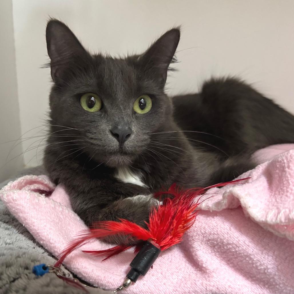 Enlarge Scoops, a Adoptable Domestic Short Hair in Port Angeles, WA image 2/6