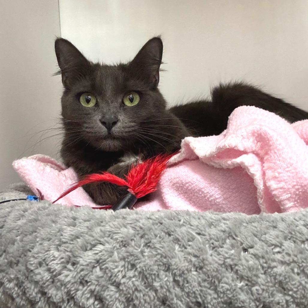 Enlarge Scoops, a Adoptable Domestic Short Hair in Port Angeles, WA image 3/6