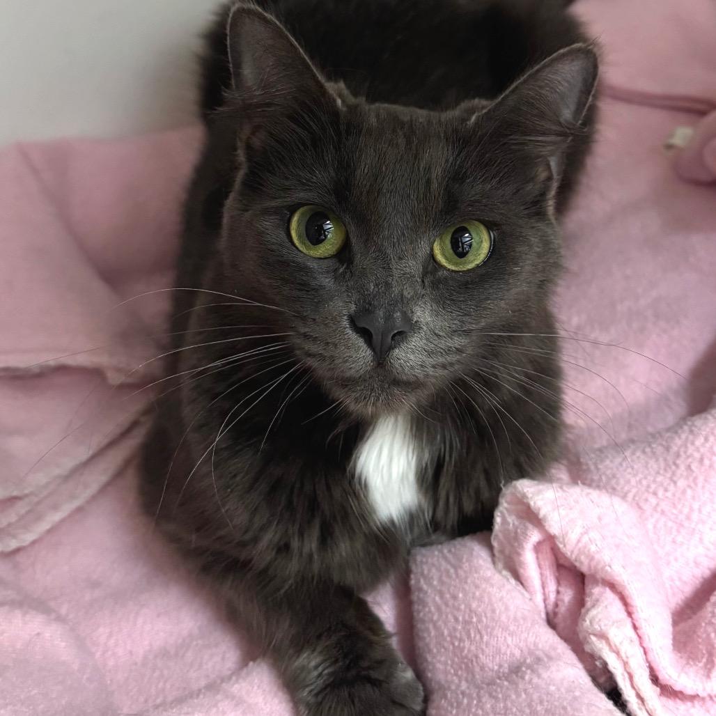 Enlarge Scoops, a Adoptable Domestic Short Hair in Port Angeles, WA image 4/6