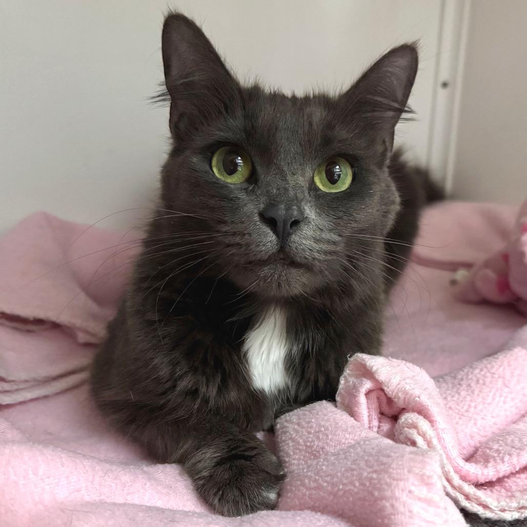 Enlarge Scoops, a Adoptable Domestic Short Hair in Port Angeles, WA image 5/6