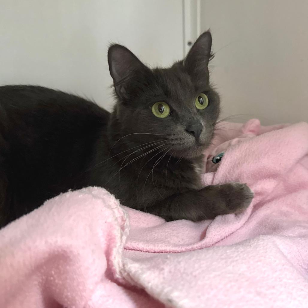 Enlarge Scoops, a Adoptable Domestic Short Hair in Port Angeles, WA image 6/6