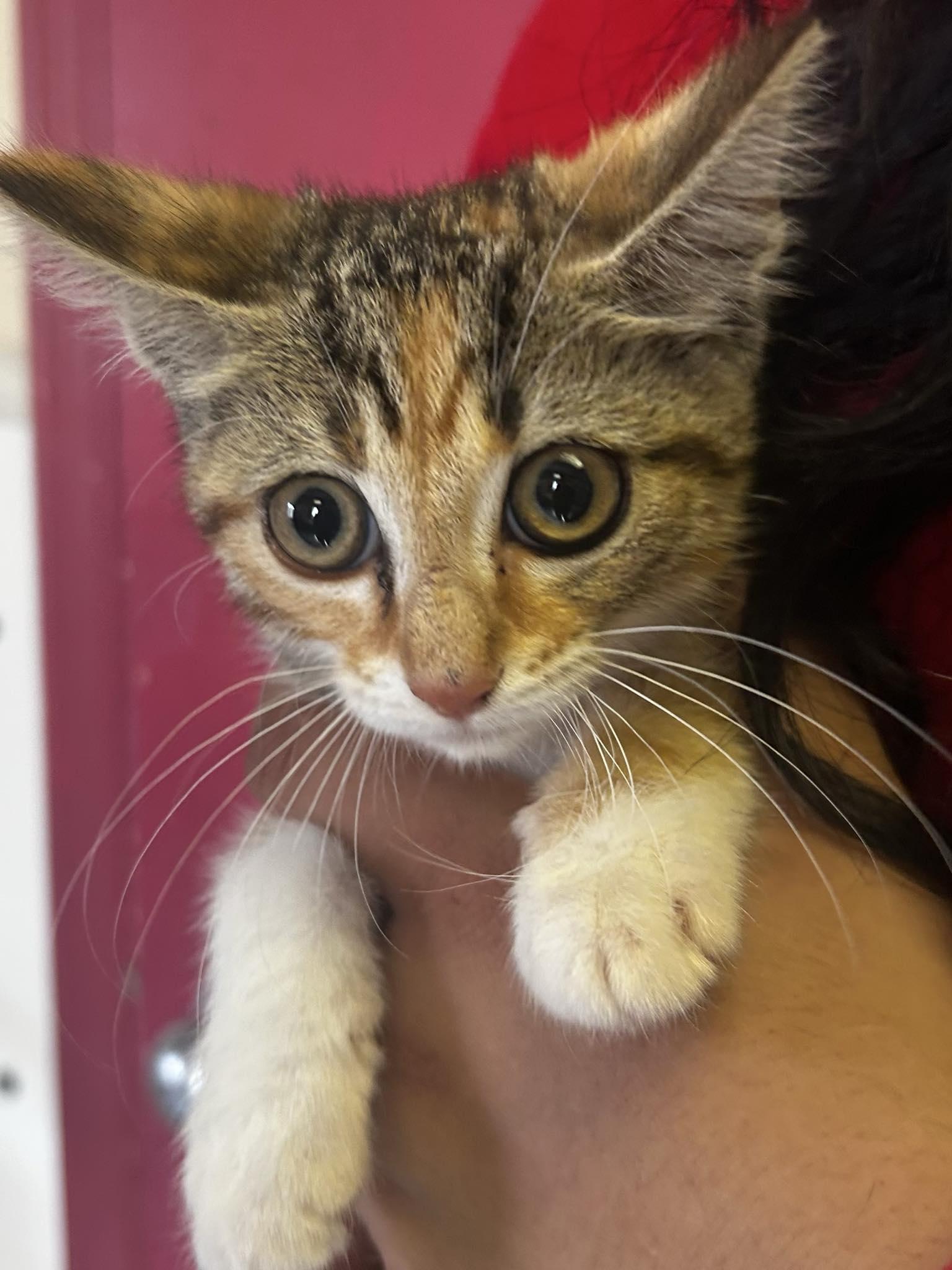 Bagel, Adopted, Young Female Calico.