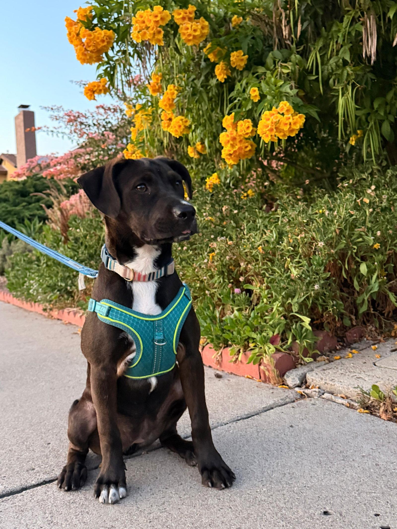 Roo, Adopted, Young Female Pit Bull Terrier.