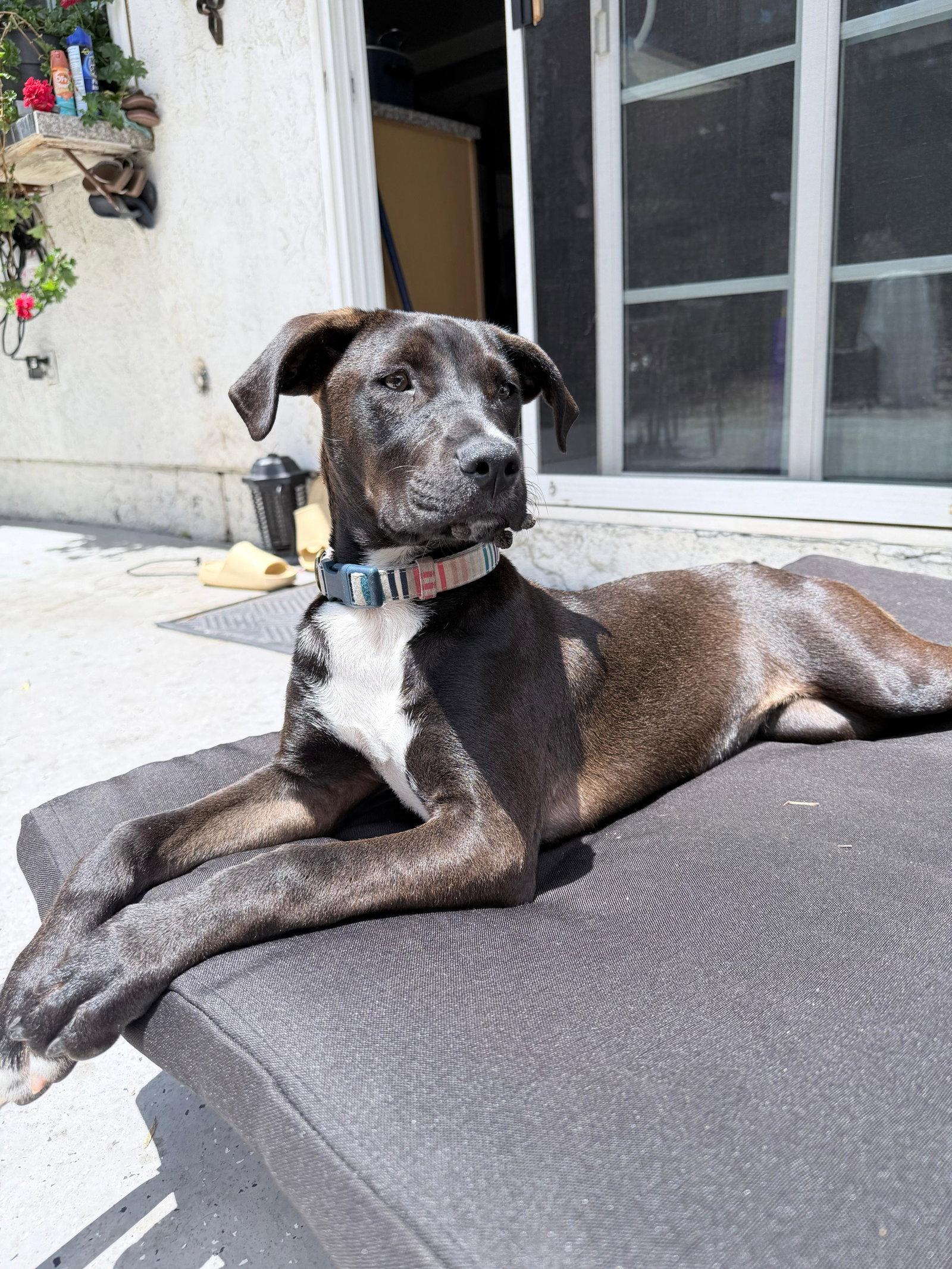 Enlarge Roo, a Adopted Pit Bull Terrier in San Diego, CA image 2/3