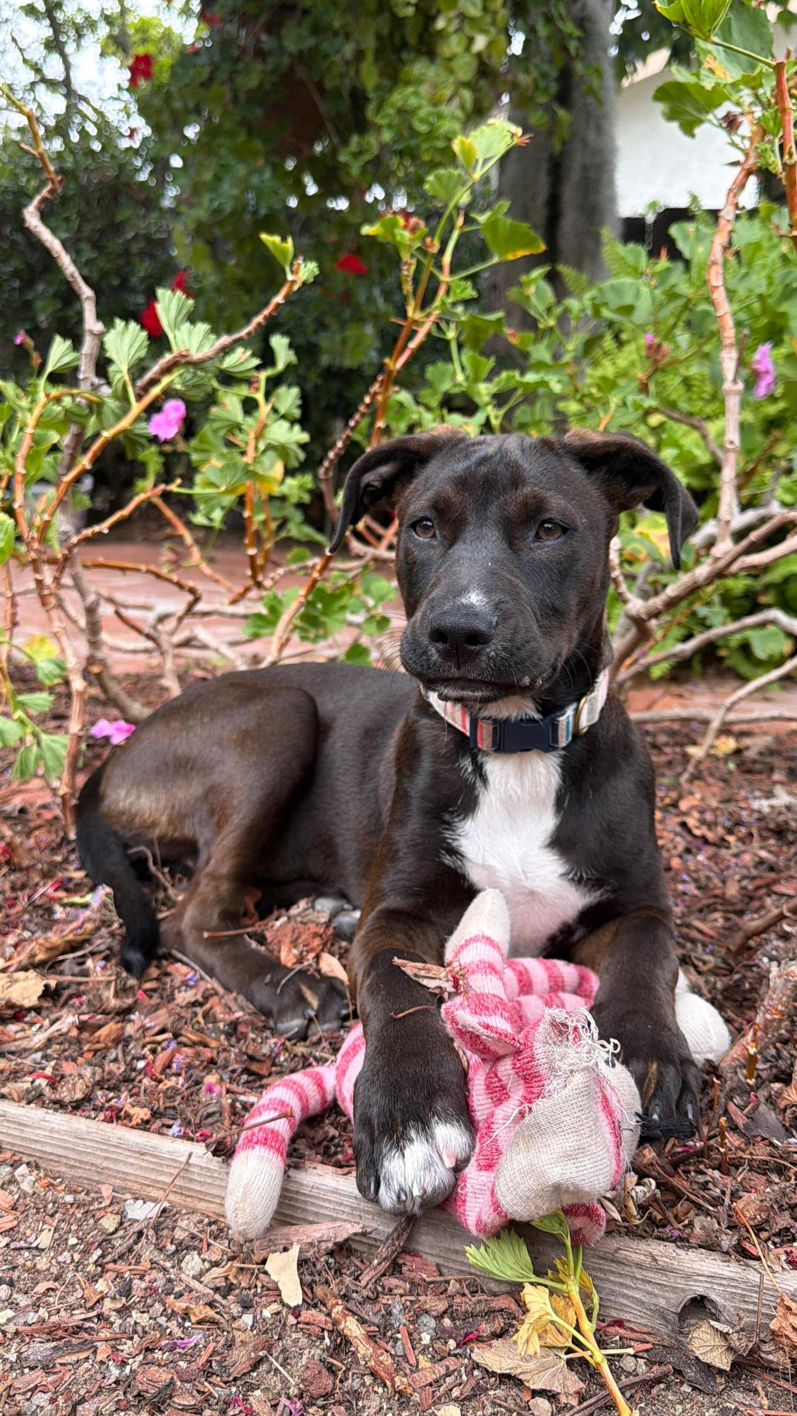 Enlarge Roo, a Adopted Pit Bull Terrier in San Diego, CA image 3/3