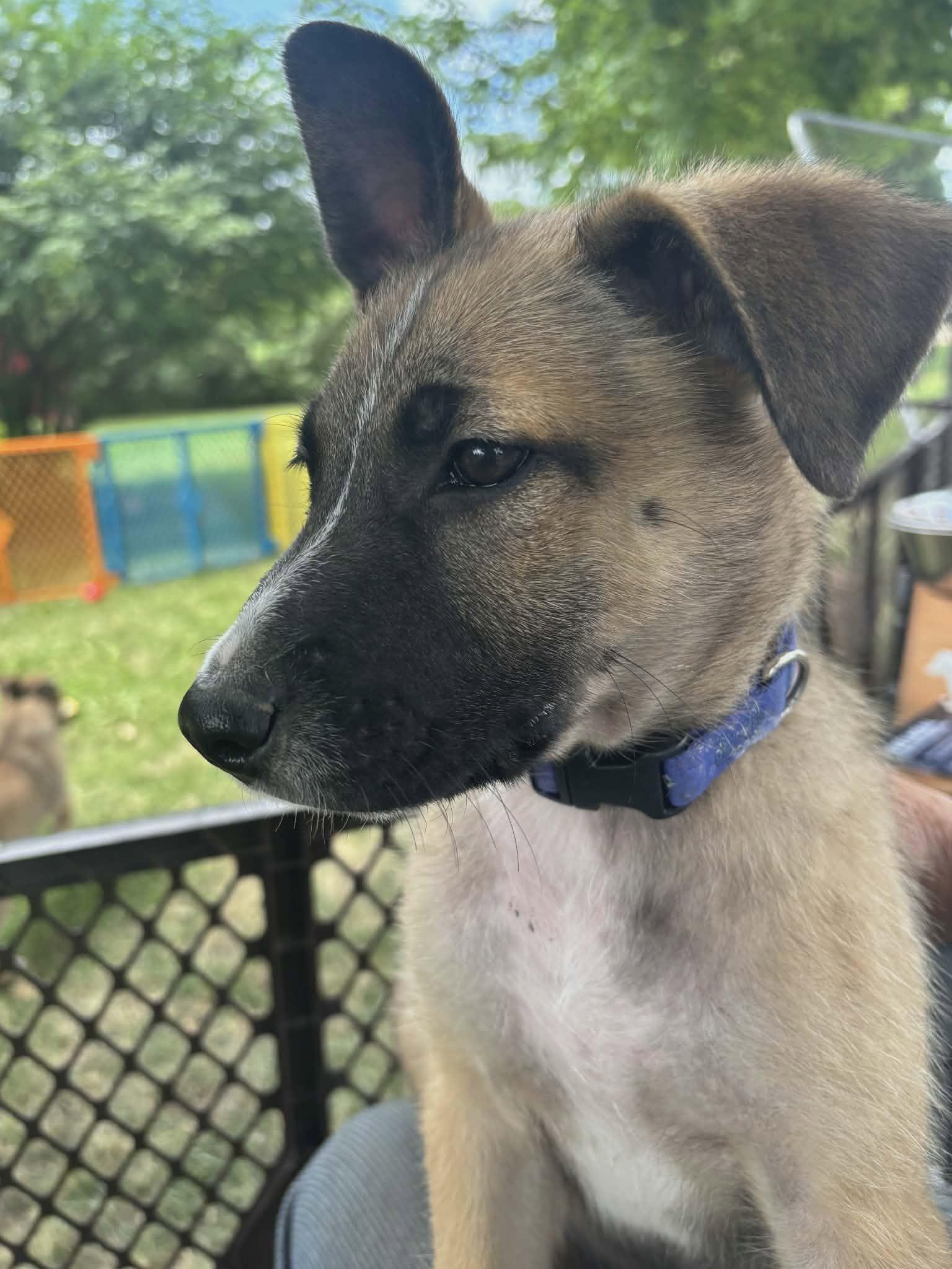 Enlarge Basil-I26039, a ADOPTABLE mixed breed in Anoka, MN image 3/3