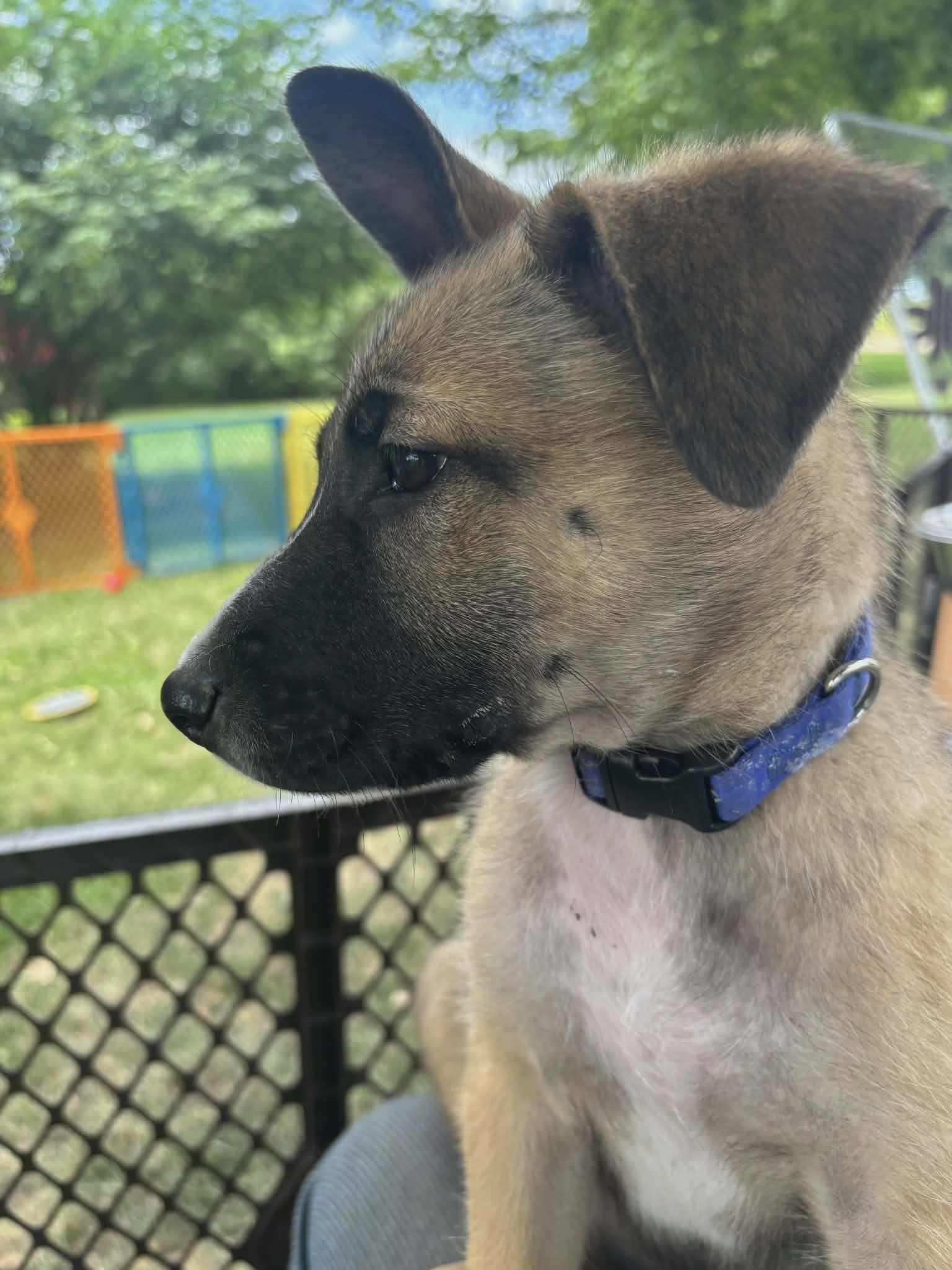 Enlarge Basil-I26039, a ADOPTABLE mixed breed in Anoka, MN image 2/3