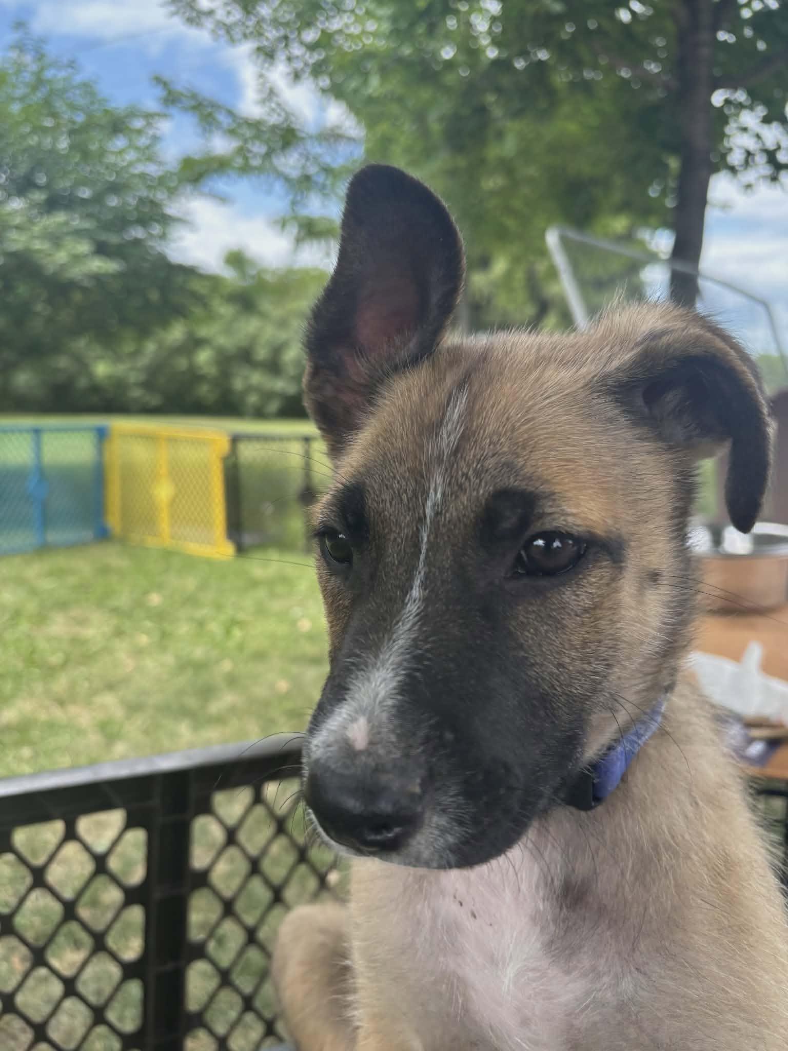 Basil