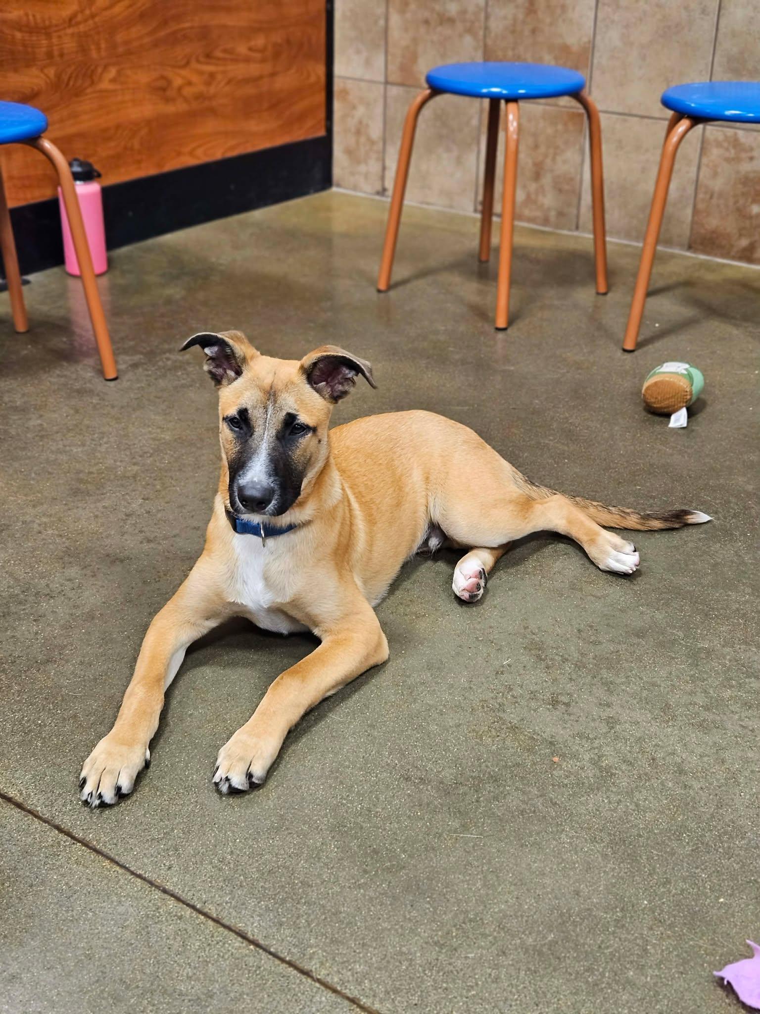 Basil, a Shepherd