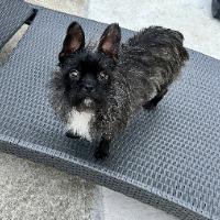 Meeka, ADOPTABLE, Adult Female Mixed Breed.