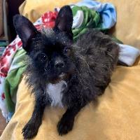 Enlarge Meeka, a ADOPTABLE mixed breed in Albany, NY image 2/2