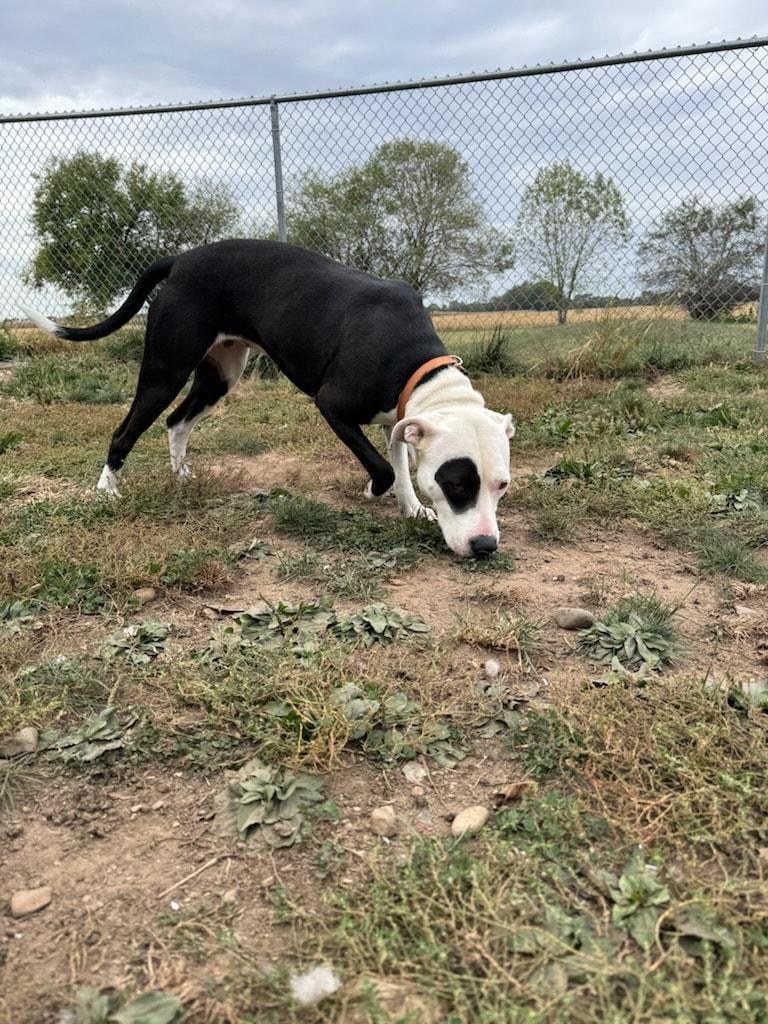 Enlarge Gigi, an adopted mixed breed in Attica, IN image 2/2