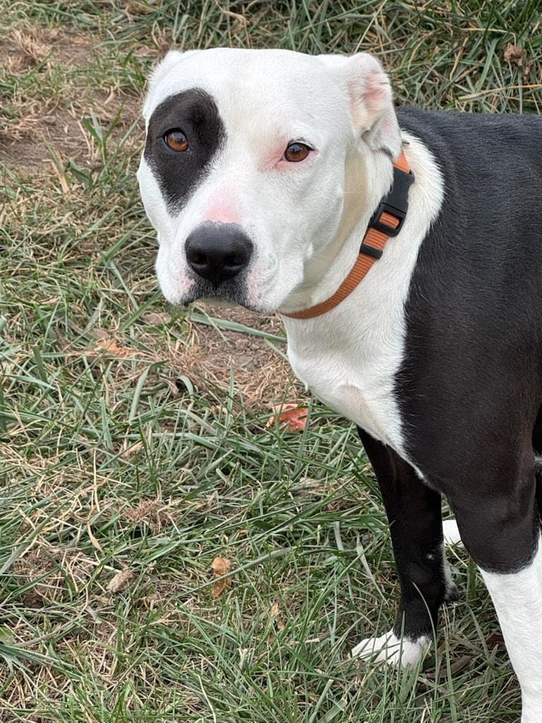 Enlarge Gigi, an adopted mixed breed in Attica, IN image 1/2