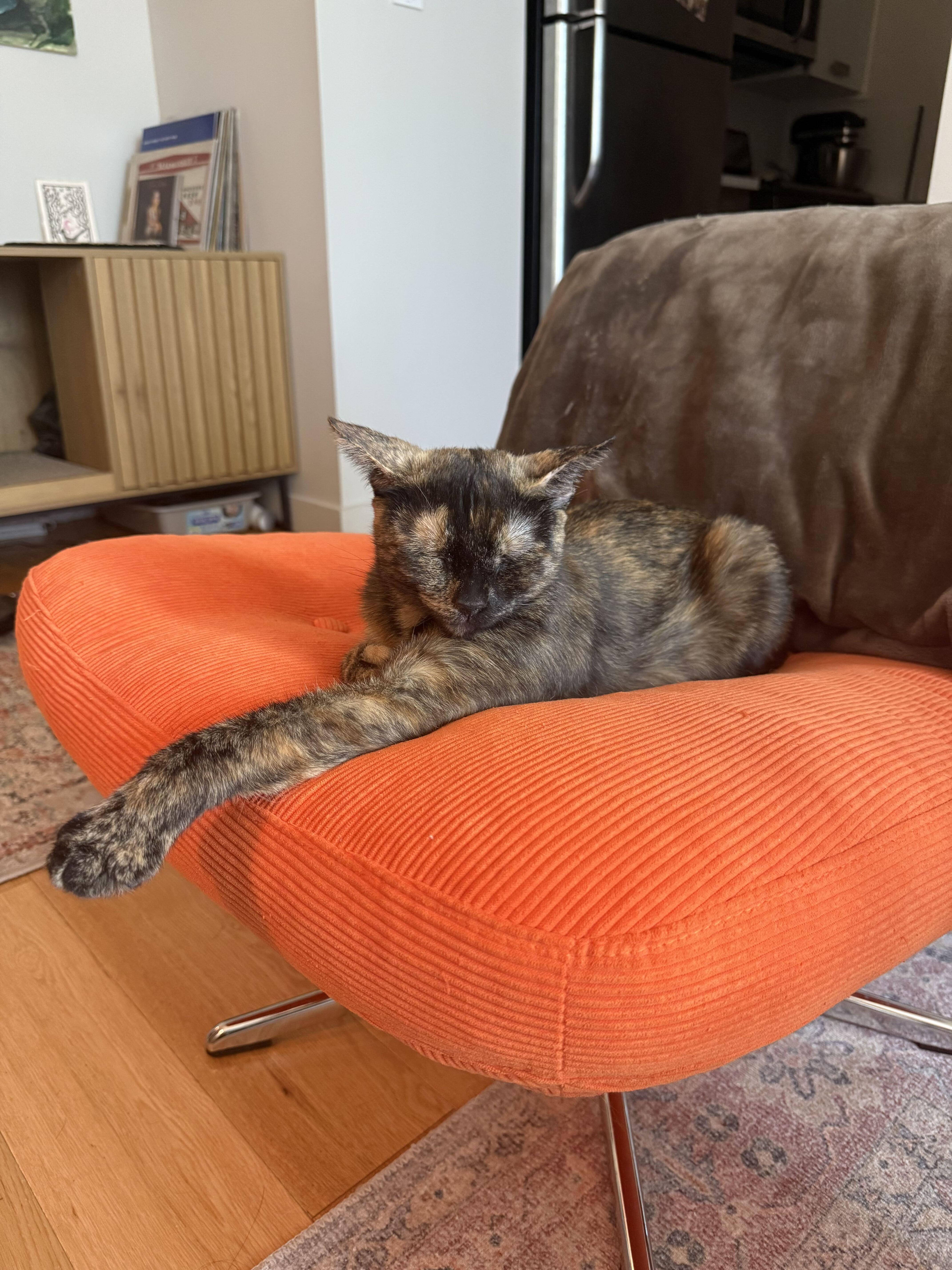 Enlarge Coffee (Bonded to Munji), an adopted Domestic Short Hair in Long Island City, NY image 3/3